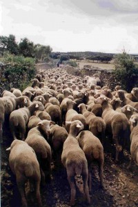 Un grupo de ovejas trashumantes se desplaza entre dehesas por la provincia de León.
Foto: Fundación Global Nature.